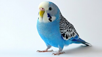 Fototapeta premium A vibrant blue budgerigar with striking black and white wing patterns stands in profile against a soft white background