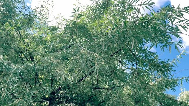 Loch ordinary (Elaeagnus angustifolia L., wild olive tree, djidda, jide, pshat, igda)