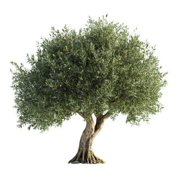 Beautiful olive tree with twisted trunk and dense green foliage isolated on white background