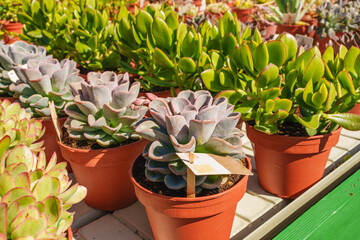 Close-up of rosette and jade succulents in terracotta pots at a garden center.