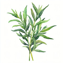 Obraz premium Watercolor hand-painted tarragon branch with green leaf on a white background, flat watercolor painting, simple design, AI painting design, AI design set ,fresh green rosemary