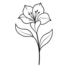 Alstroemeria Peruvian Lily Flower Coloring Book Page – Line Art Outline Drawing for Floral Botanical