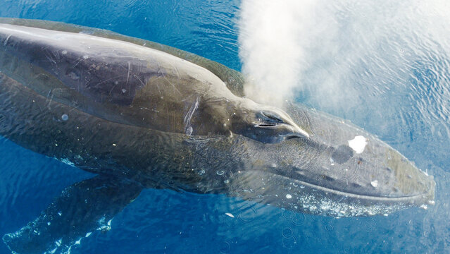 Aerial view of humpback whales diving in the ocean with blue water. Southern Ocean, Antarctica
