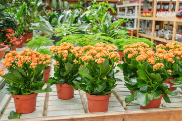 Bright orange kalanchoe flowers blooming in small pots on display.