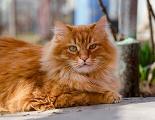 Portrait of a ginger cat lying outdoors and looking at camera