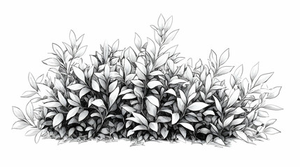 drawing of bushes illustration