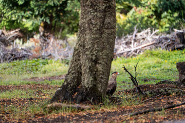 Carancho in National Reserve, Chile
