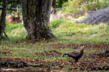 Carancho in National Reserve, Chile