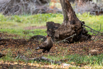 Carancho in National Reserve, Chile
