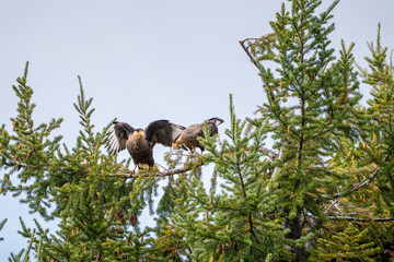 Carancho in National Reserve, Chile