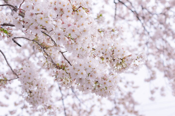 Cherry Blossom, Japan