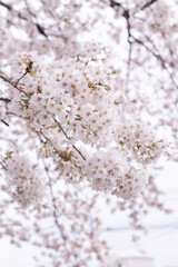 Obraz premium Cherry Blossom, Japan