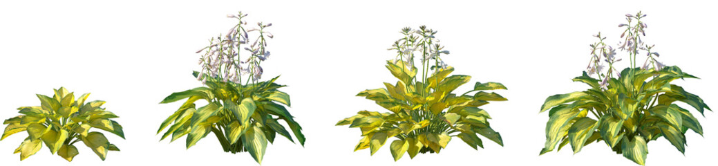 Set of Hosta Rainforest Sunrise and Hosta Justine frontal isolated png on a transparent background perfectly cutout high resolution © Viktoria