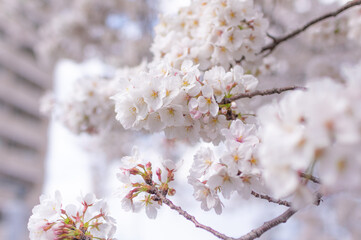 Obraz premium Cherry Blossom in Spring, Japan