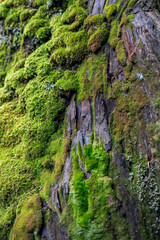 Close-up vertical photo of green moss growing on rough, textured tree bark in a forest environment, capturing natural patterns and surface detail