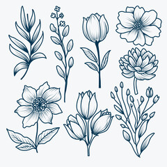 Hand Drawn Simple Botanical Illustrations