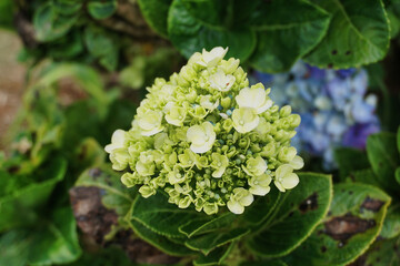 Close-Up of a Blooming Hydrangea Flower Cluster with Vibrant Green Foliage