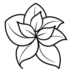 Fototapeta premium Jasmine Flower Coloring Book Page – Line Art Outline Drawing for Floral Botanical Illustration