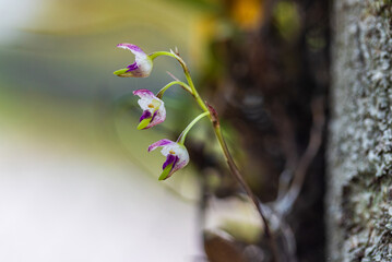 Sunipia minor (Seidenf.)Hunt Beautiful rare wild orchids in tropical forest of Thailand.