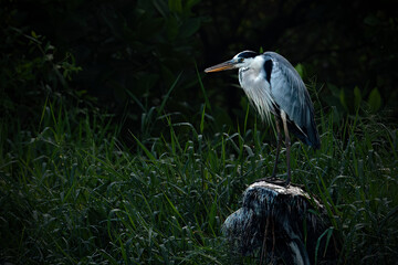 Poised Great Blue Heron Standing on the Edge of the River