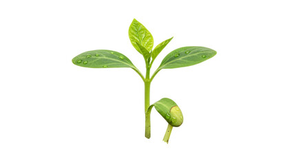 Isolated avocado sprout
