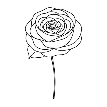 recommend clip art: Ranunculus Flower Coloring Book Page Line Art Drawing