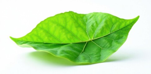 Obraz premium Single leaf with veins isolated on white background, nature, greenery