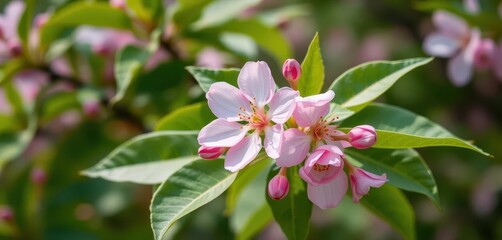 Obraz premium Delicate pink cherry blossom, single bloom against vibrant green leaves, pink, bloom