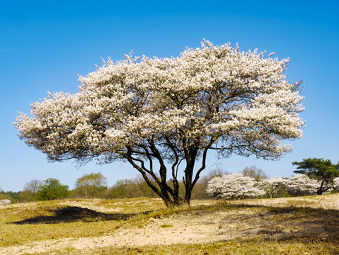 Blooming serviceberry, Amelanchier lamarckii, against clear blue sky, Netherlands