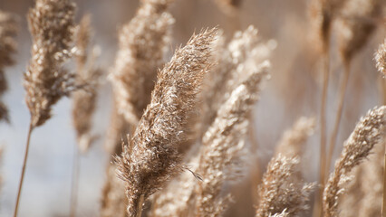 Fototapeta premium winter landscape, photo shows dry meadow grass in winter