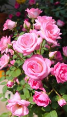 Fototapeta premium Delicate pink rose bush, single long-stemmed blooms in florist bouquet, flowers, stems
