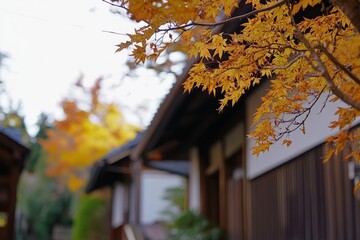 Autumn foliage adorns a Japanese building in soft, seasonal light