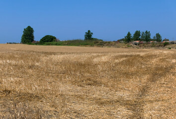 Obraz premium scenic summer panorama of cultivated fields in the countryside