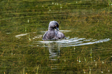 Least grebe beautiful sunset