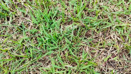 Photo of damaged lawn. Part of the grass is dead, the lawn is dry and wilted. Green and yellow grass due to poor maintenance, lack of watering.
