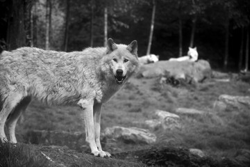 Loup blanc 