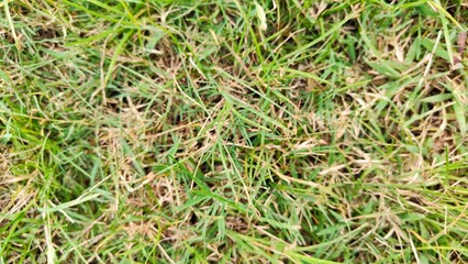 Photo of damaged lawn. Part of the grass is dead, the lawn is dry and wilted. Green and yellow grass due to poor maintenance, lack of watering.