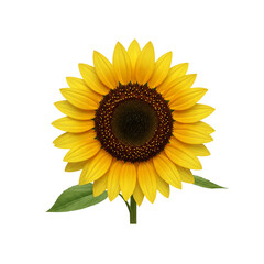 Obraz premium Realistic Sunflower with Bright Yellow Petals and Textured Brown Center Isolated on Transparent Background – Symbol of Summer, Joy, and Nature’s Beauty
