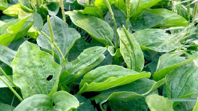 Medical plant plantain grows on the lawn	
