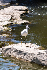 White Great Egret in Florida