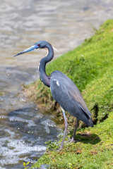 Tri Colored Heron hunting for a meal