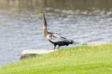 Anhinga bathing in the sun