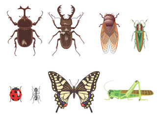 Collection of Illustrated Insects
