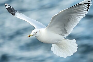 Obraz premium Majestic Seagull Soaring Over Ocean Waves.