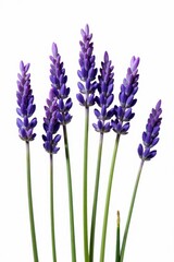 Naklejka premium Several stems of lavender with numerous flowers isolated on a stark white backdrop, herb, macro, detail
