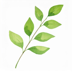 Fototapeta premium Watercolor painting of cute twig with fresh green leaf isolated on white. Hand drawn art