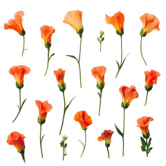 Fototapeta premium A Collection of Orange Flowers: A stunning collection of delicate orange flowers, each stem showcasing intricate details, presents a burst of vibrant color and natural beauty.