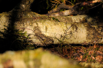 Close up of a fallen tree