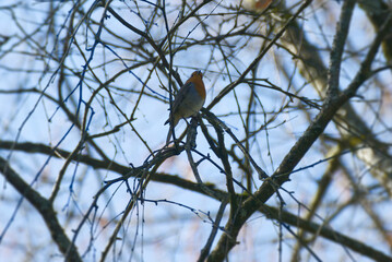 European robin (Erithacus rubecula) sitting on a tree branch in Zurich, Switzerland