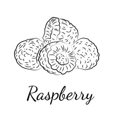 Black and white line art illustration of raspberries with handwritten lettering. Minimalist botanical fruit drawing, perfect for coloring books, packaging, kitchen decor, or healthy food designs.